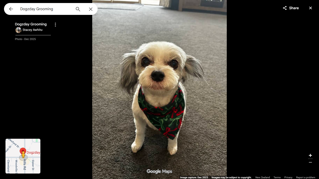 Groomed dog with festive bandana