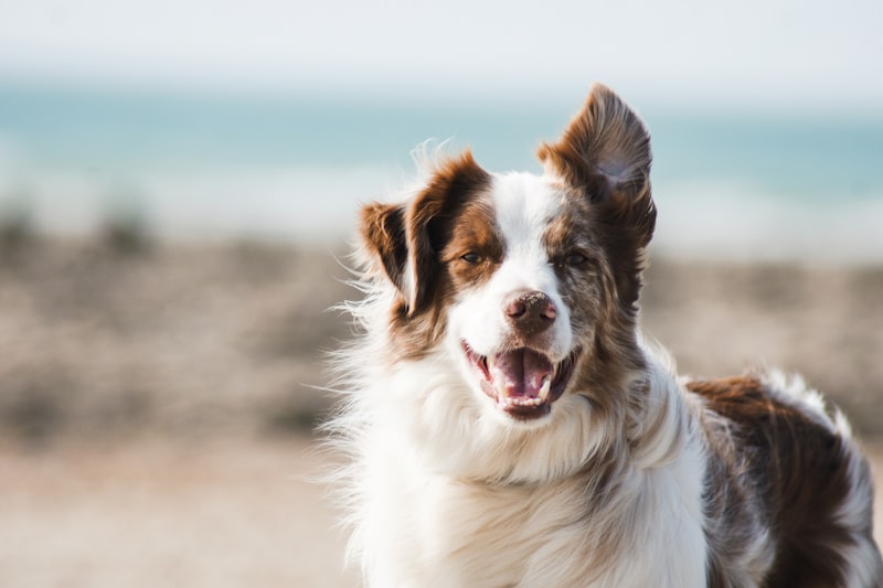 Dog bath and grooming service